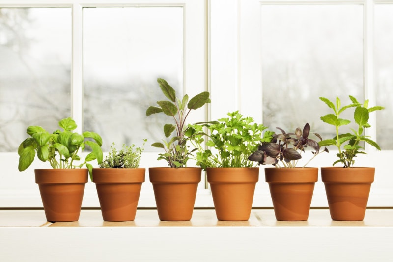 Controlling Humidity in Your Home - Potted plants on a windowsill.